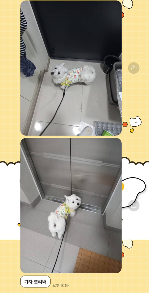 [강아지] 아빠가 보내주는 강아지 사진이 좋은 이유 | 인스티즈