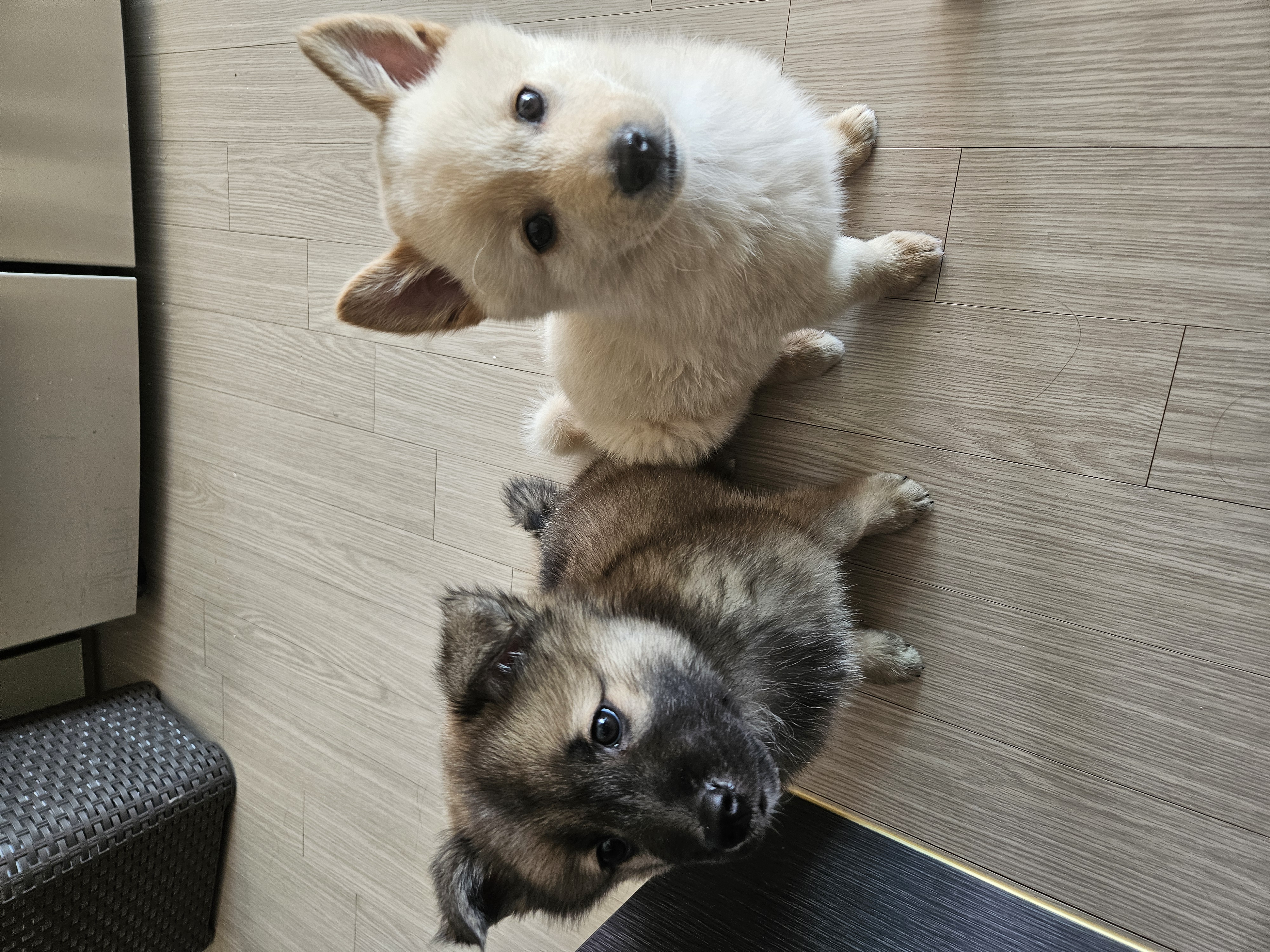 우리집 댕댕이 자랑 한번 해도 될까용? | 인스티즈