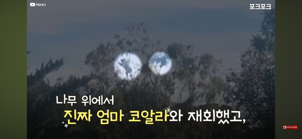 산책중인 강아지를 엄마로 착각한 코알라 | 인스티즈