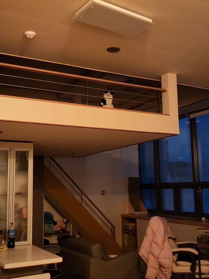 몰래 훔쳐보는 고양이 모음집 | 인스티즈