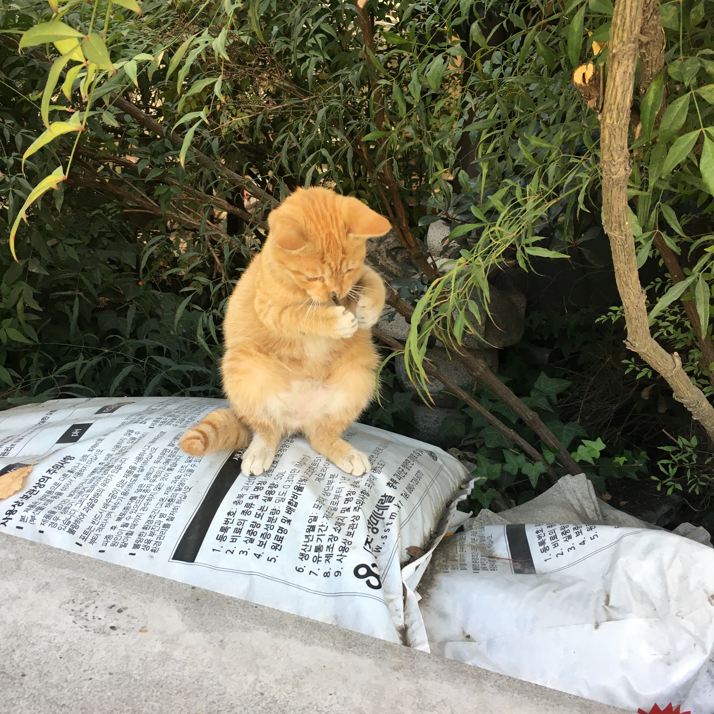 나 약간 피리부는 사나이...?🐈🐈🐈 | 인스티즈