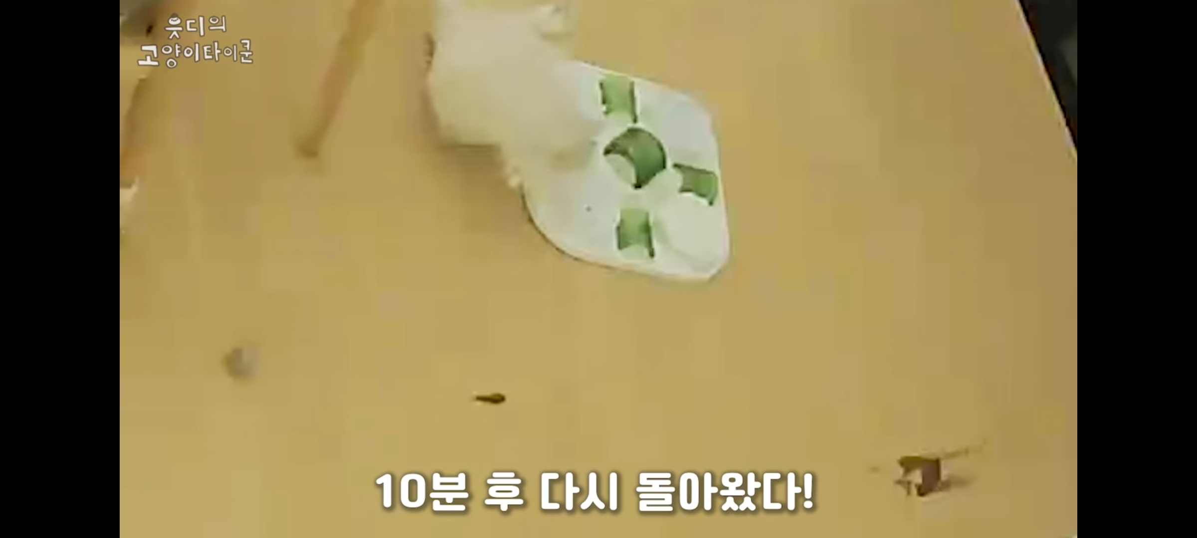 cctv보고 오열😭 응가실수하고 혼자 치우려는 고양이 | 인스티즈