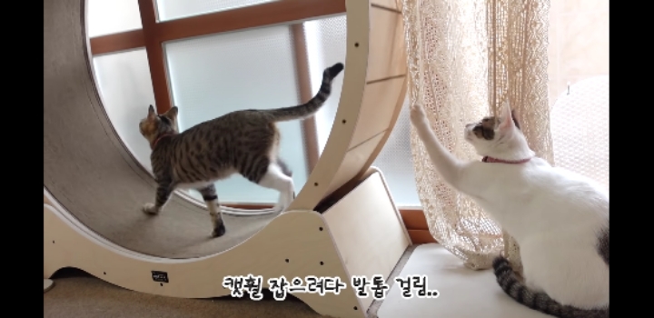 우리 고양이가 이상해요 ;;;;;;;;;; | 인스티즈