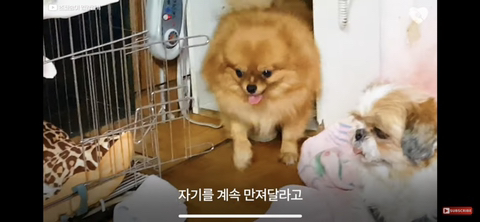 입양가는데 우는 강아지 | 인스티즈
