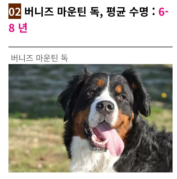 세상에서 수명이 가장 짧은 강아지 TOP3 | 인스티즈