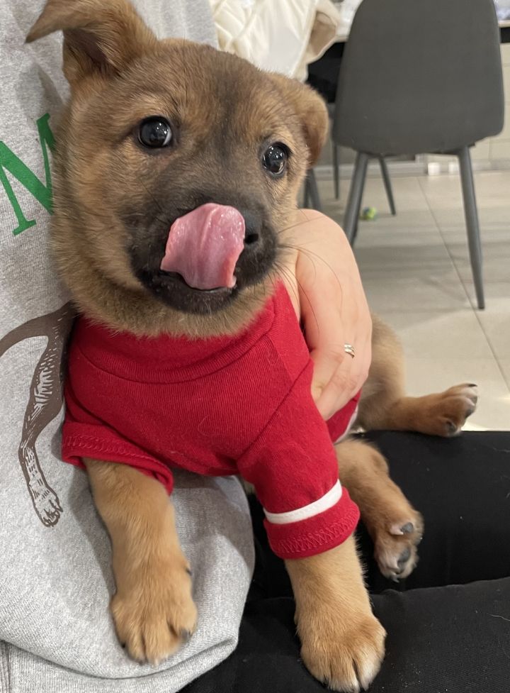 [유기견임보&입양홍보] 주택가 골목에 버려졌던 아기 강아지 콩순이 | 인스티즈