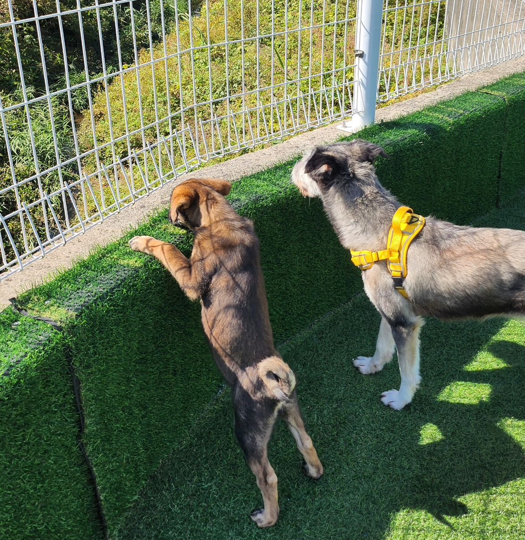 작고 소심한 말티즈 공주 앵두 후기 + 그리고 주황이 (임보 동기 친구) | 인스티즈