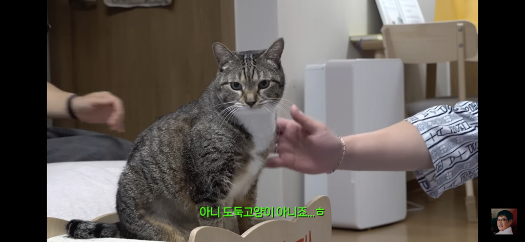 세계 최초 대기업 출신 고양이 | 인스티즈