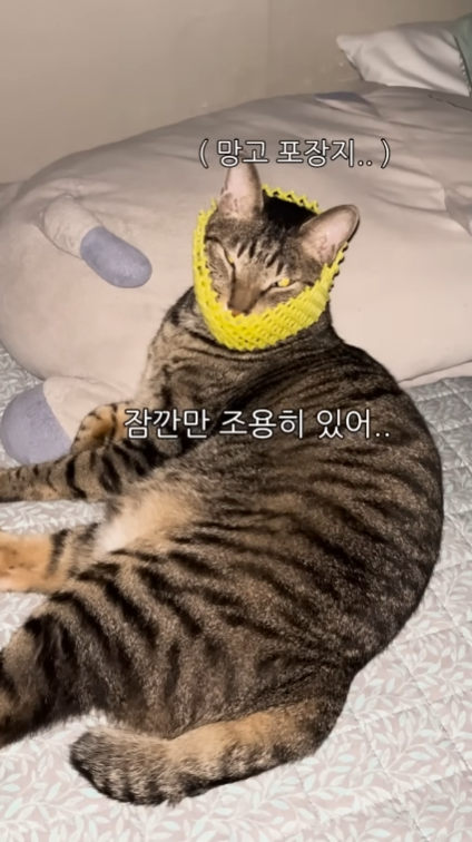 몰래 야식먹기위해 고양이 입다물게 하는 법 | 인스티즈