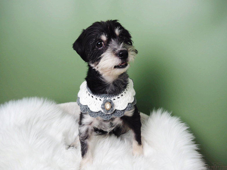 강아지 입양하고 가! 구경도 괜찮아! | 인스티즈