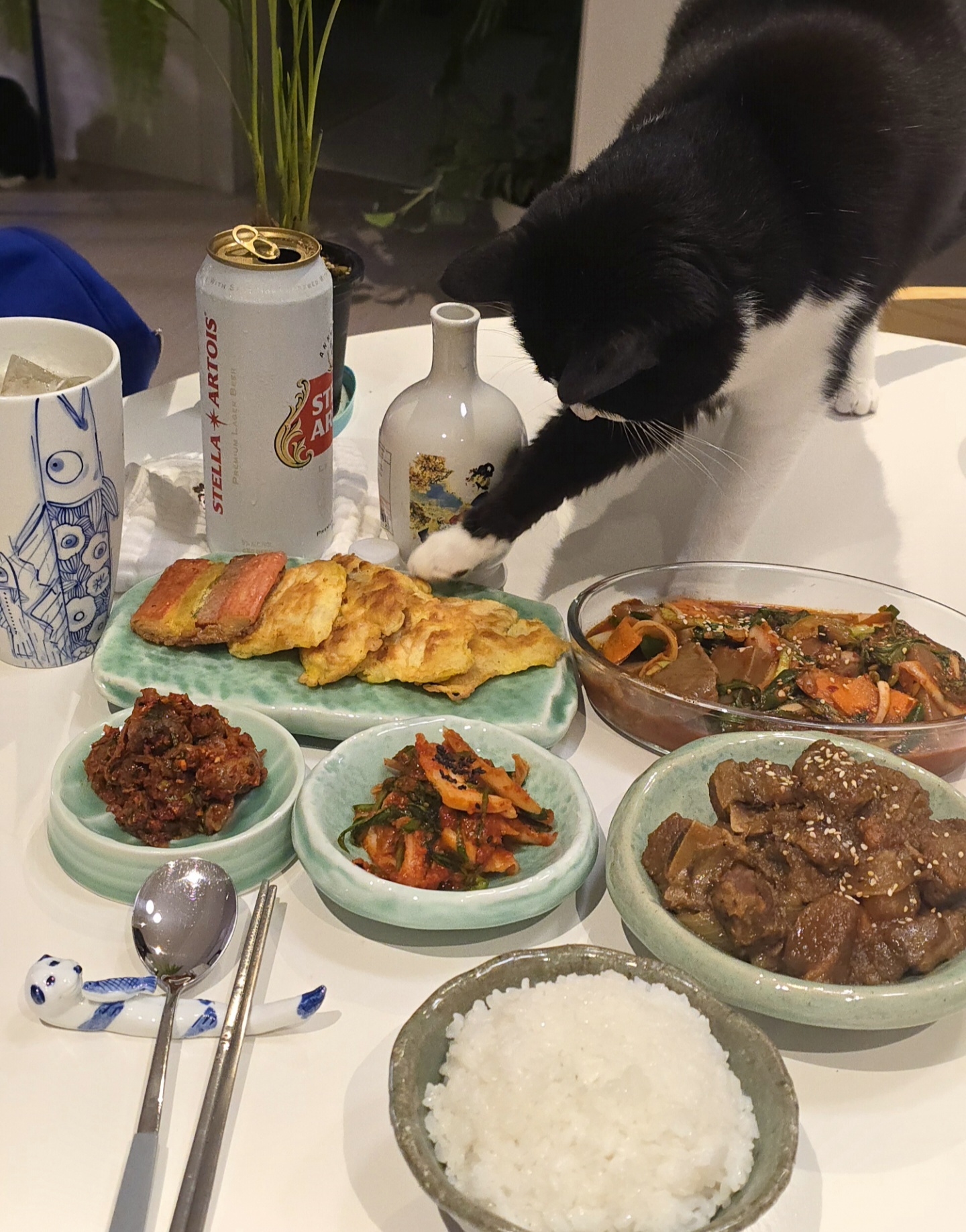 안주 뽏이는 고양이 어떤데 ㅋ 5나탄 ㅋ | 인스티즈