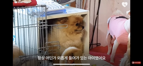 입양가는데 우는 강아지 | 인스티즈