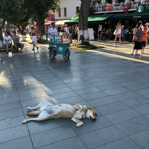 길 가다 찍은 동물 칭구칭구들 사진 자랑하는 달글🐈🦮🐜🐝🐥 | 인스티즈