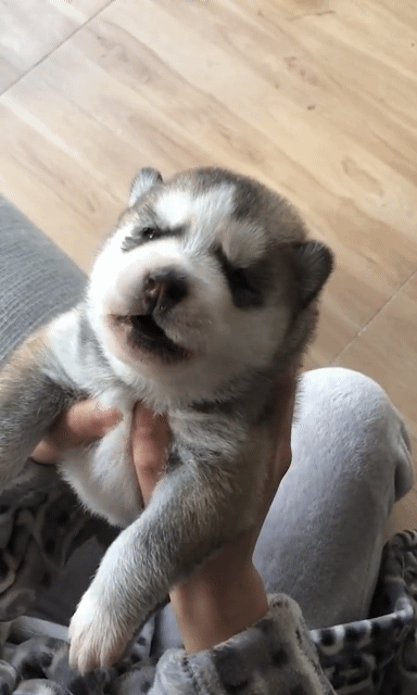 내 반려동물이 사람(내 자식)으로 환생했을 때 못된 말해도 사랑해줄수 있을것 같은지 말해보는 달글 | 인스티즈
