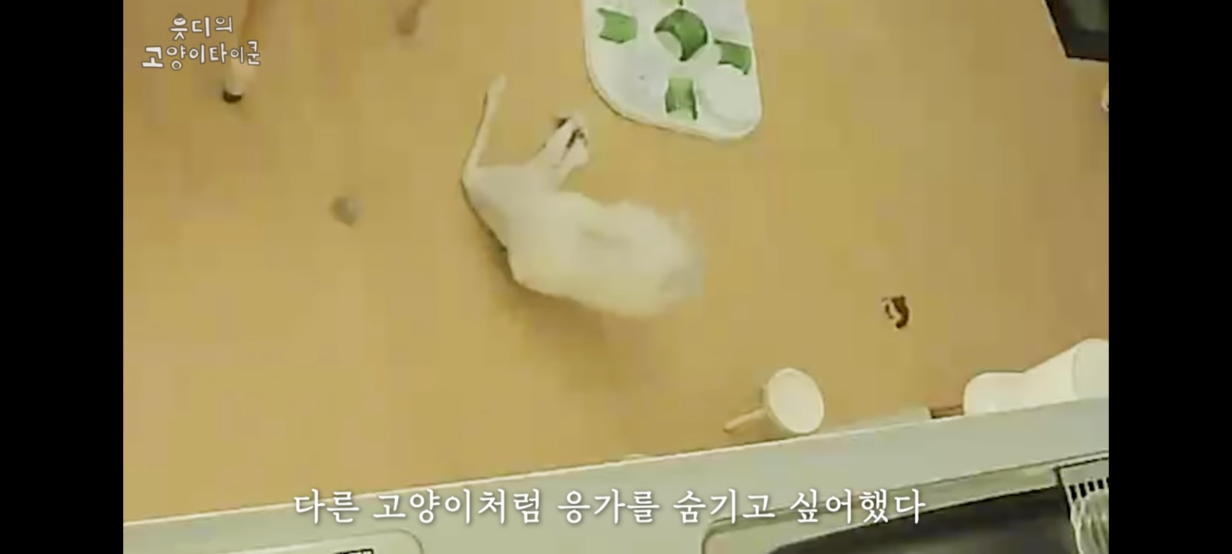 cctv보고 오열😭 응가실수하고 혼자 치우려는 고양이 | 인스티즈