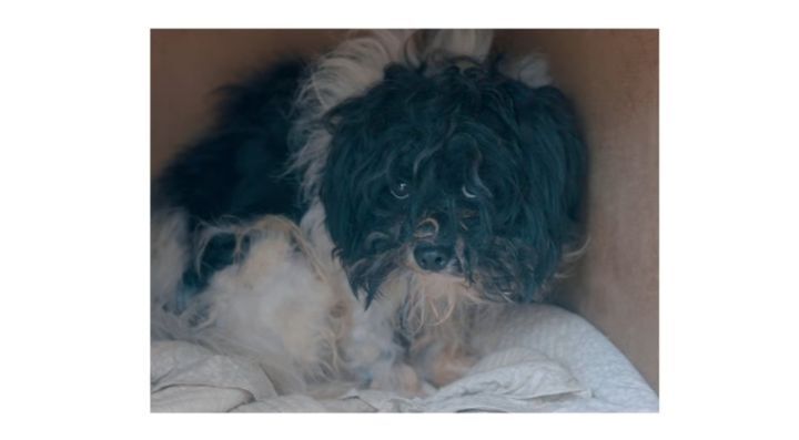 강쥐 건반이의 미용 전/후.jpg | 인스티즈