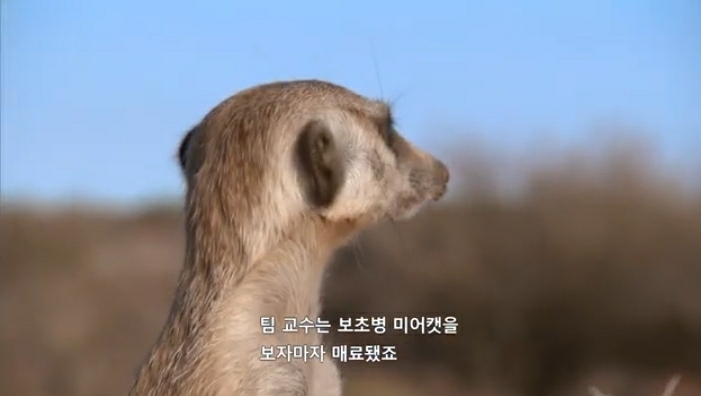 보초서는 미어캣을 먹을것으로 유혹하면 흔들릴까? | 인스티즈