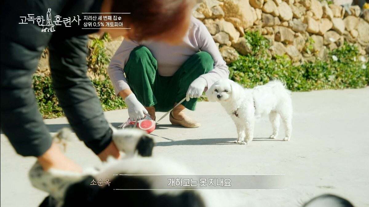 말티즈가 예민하고 잘 짖는 이유.jpg | 인스티즈
