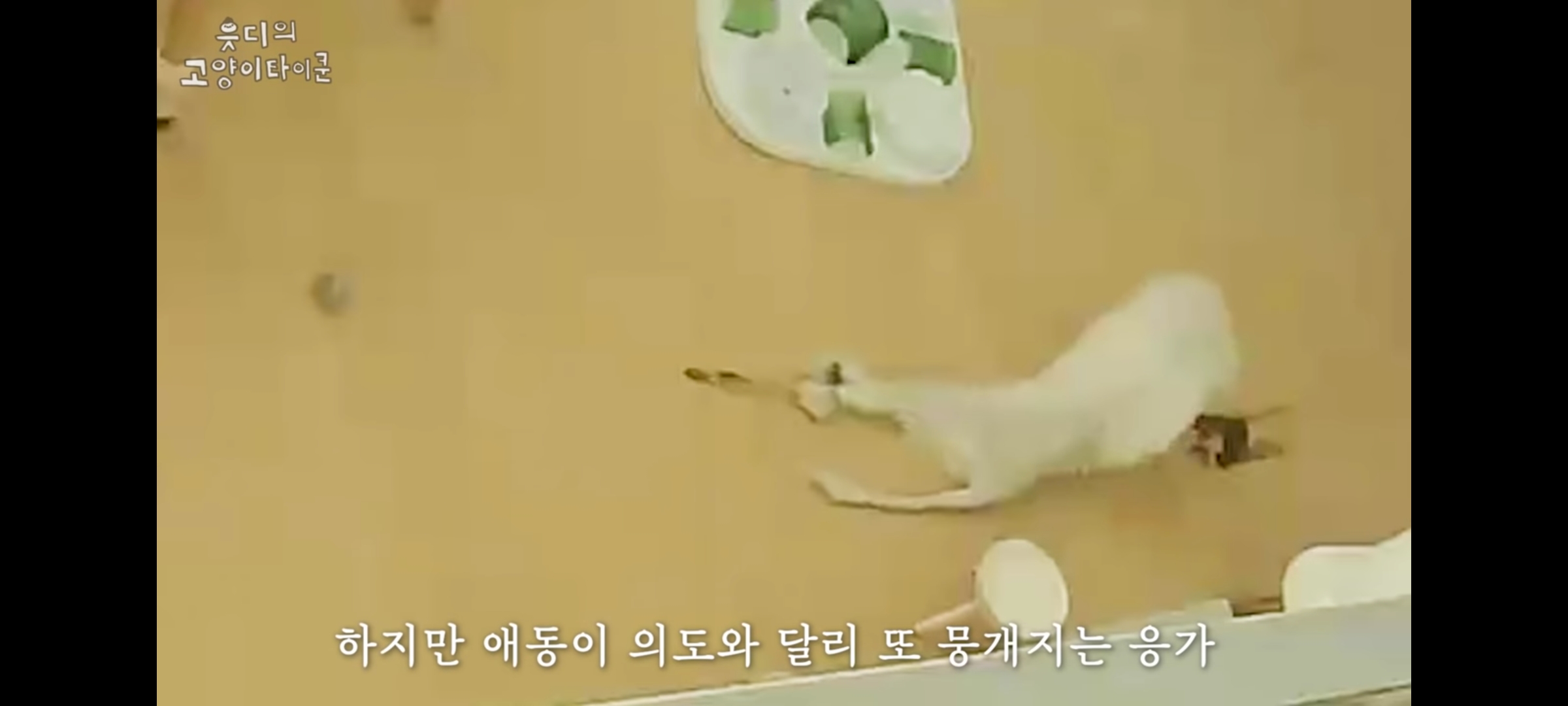 cctv보고 오열😭 응가실수하고 혼자 치우려는 고양이 | 인스티즈