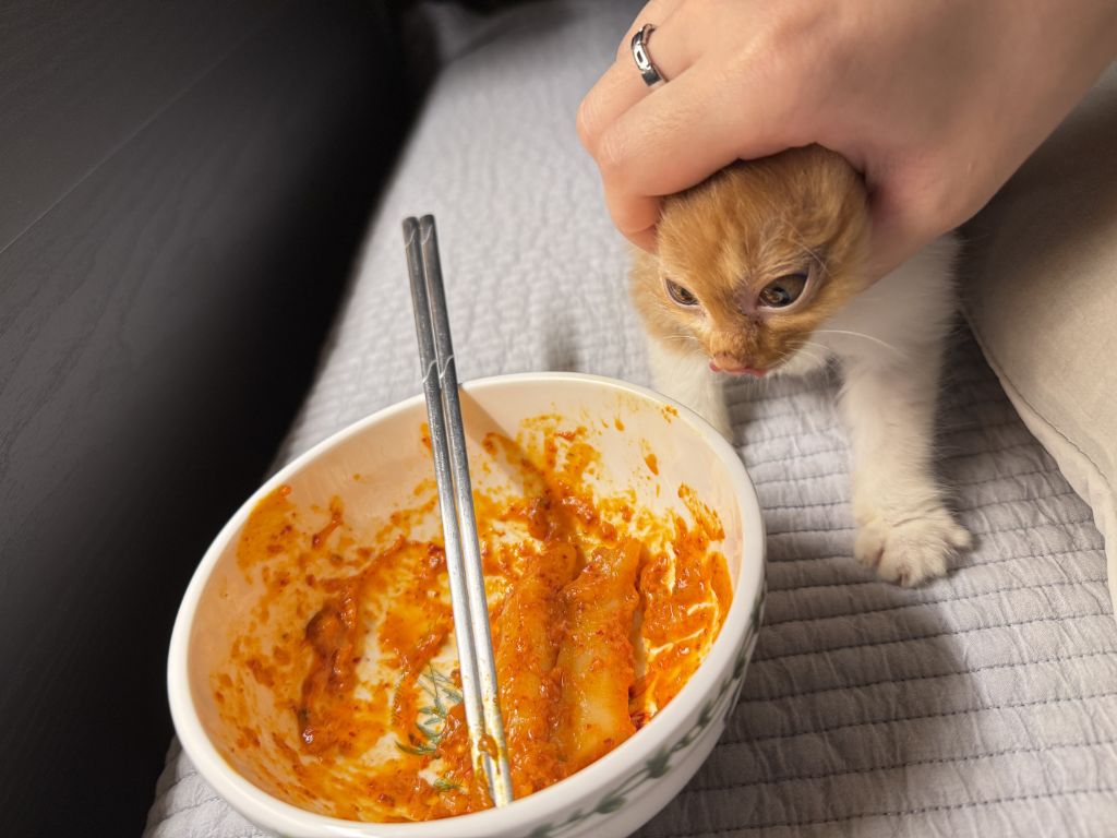 [입양홍보] 눈이 붙고 꼬리가 잘리고 링웜에 기아로 발견됐다 용된 고양이 - 품종느낌 사라졌다고 입양취소됨 | 인스티즈