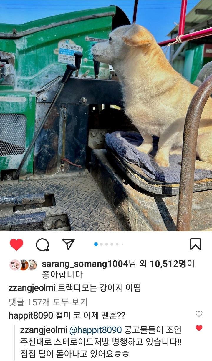 강아지 짱절미 투병근황 | 인스티즈