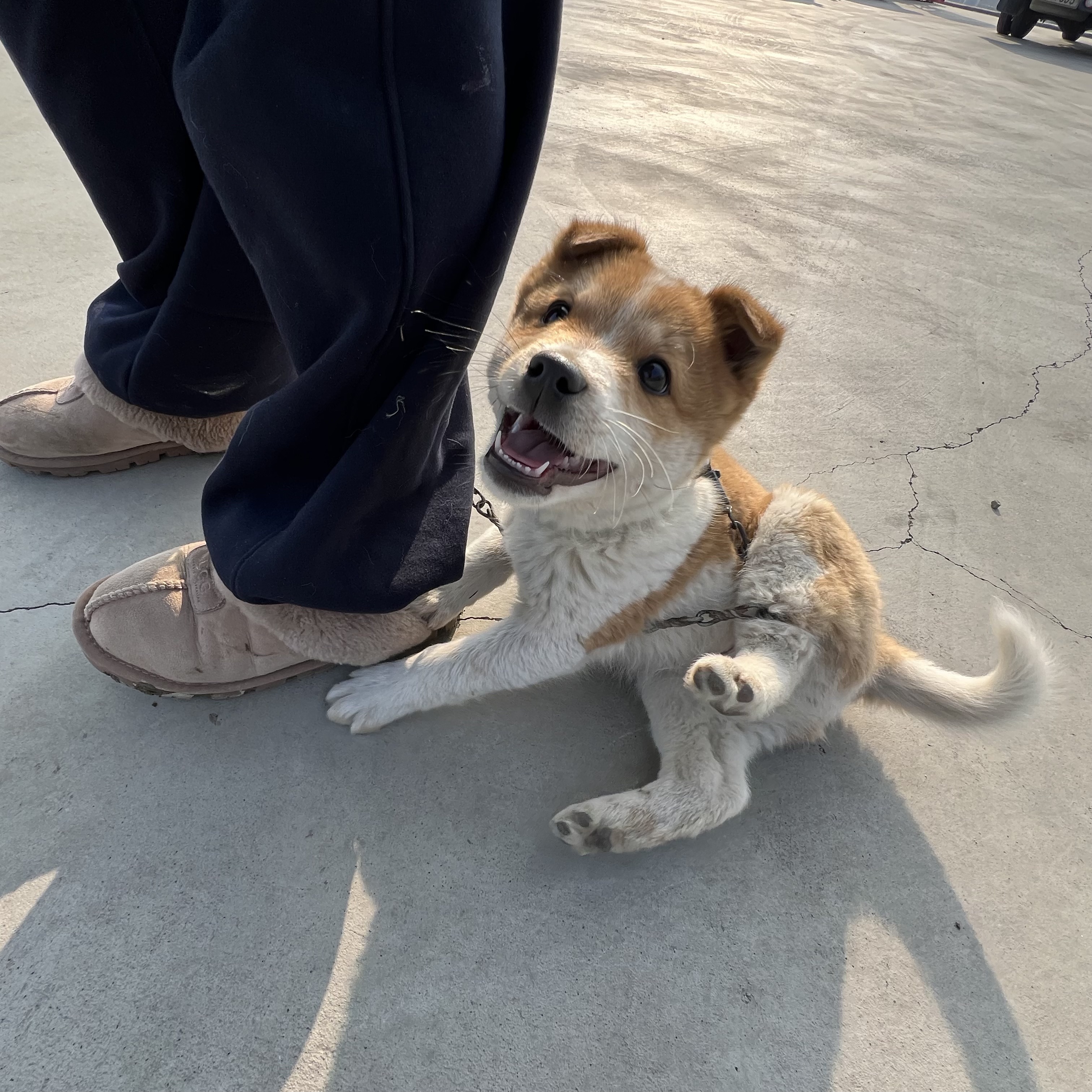 할머니집 시골개 산책시켜주고 왓다내요 | 인스티즈