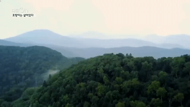 '절멸'의 '한국 호랑이'. 🐅 그 100년간의 이야기. -마지막- | 인스티즈