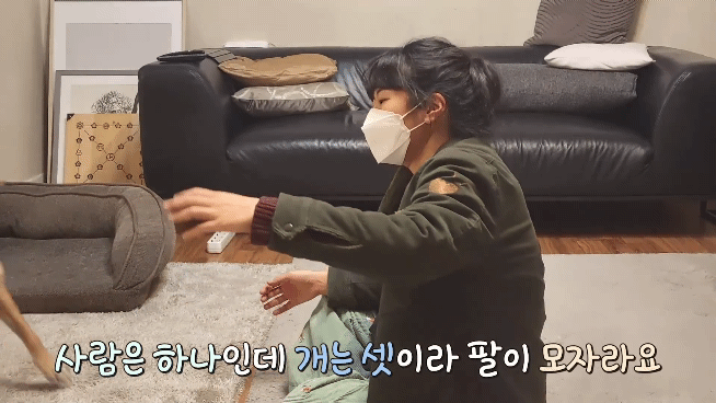 집에 강아지들끼리만 남겨졌을때 | 인스티즈