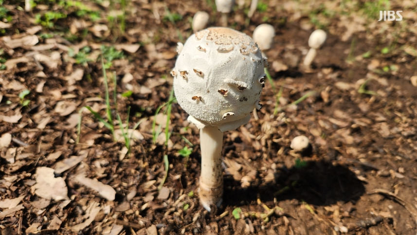 "3일이면 다 자라" 아파트 단지까지 퍼진 '독버섯' 우후죽순 | 인스티즈