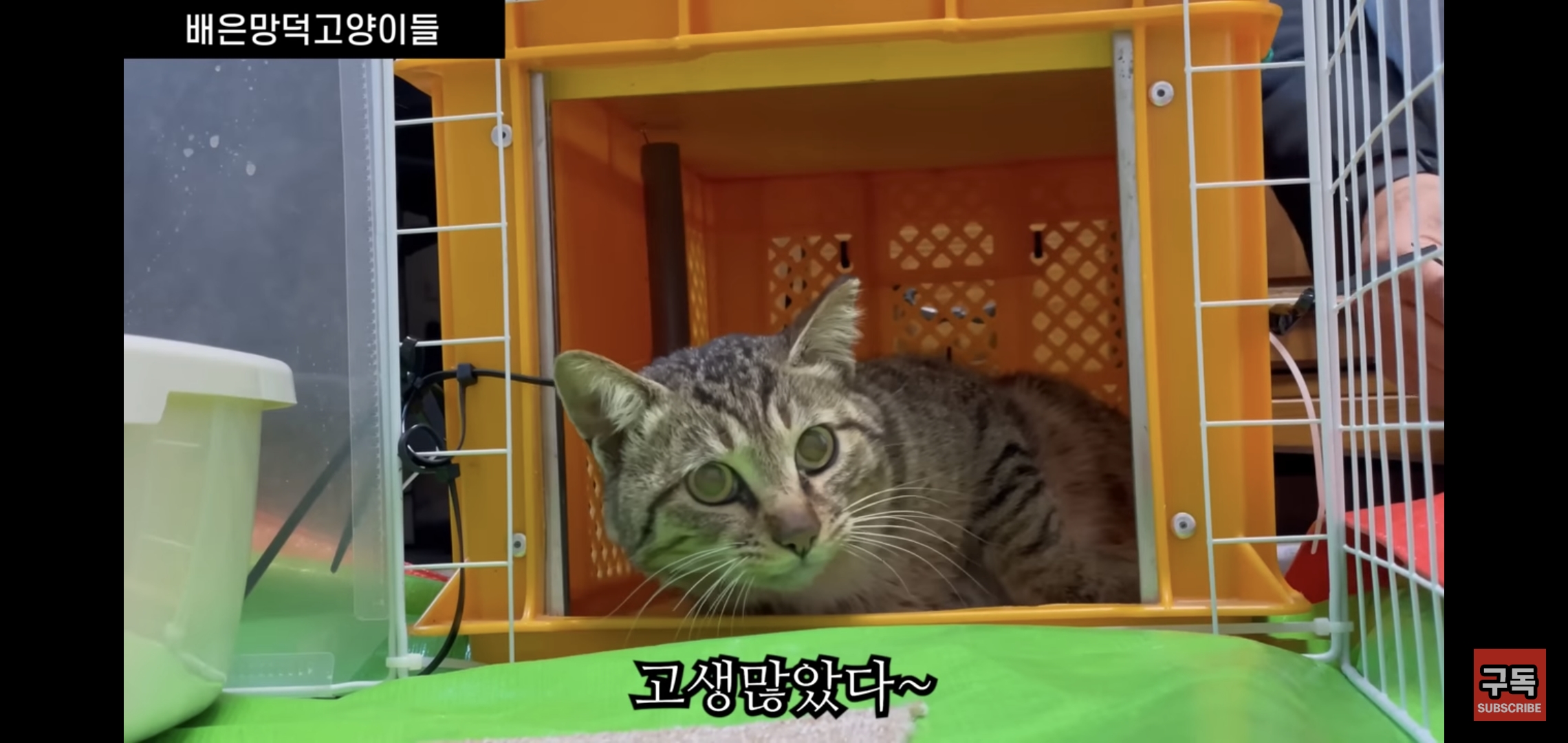 집 마당에 고양이가 나타나는 족족 다 잡아버리는 유튜버..jpg | 인스티즈