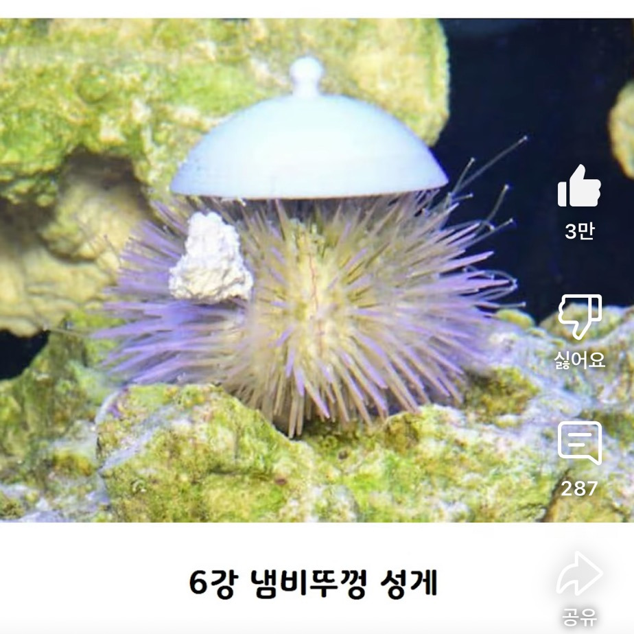 요즘 성게들 사이에서 유행인 것 | 인스티즈