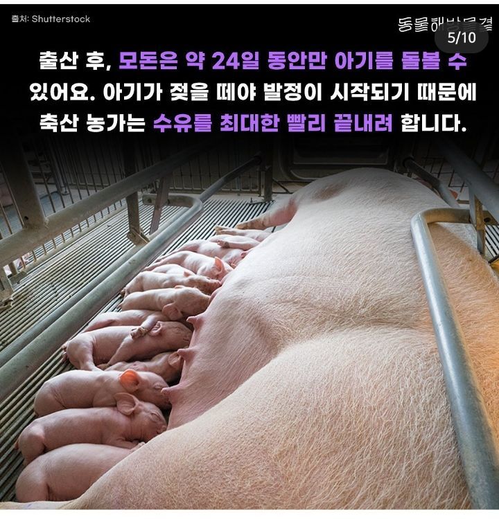 죽을때까지 강제 임신과 출산을 하는 출산기계 | 인스티즈