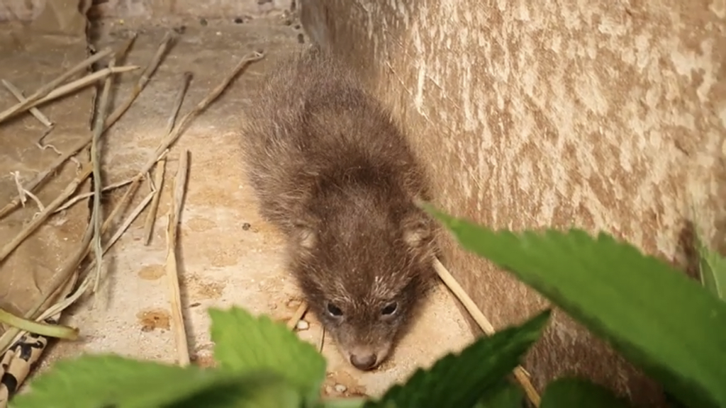 귀여운 너구리와 아기토끼 싸우지않고 같이 잘 지내요!!! | 인스티즈