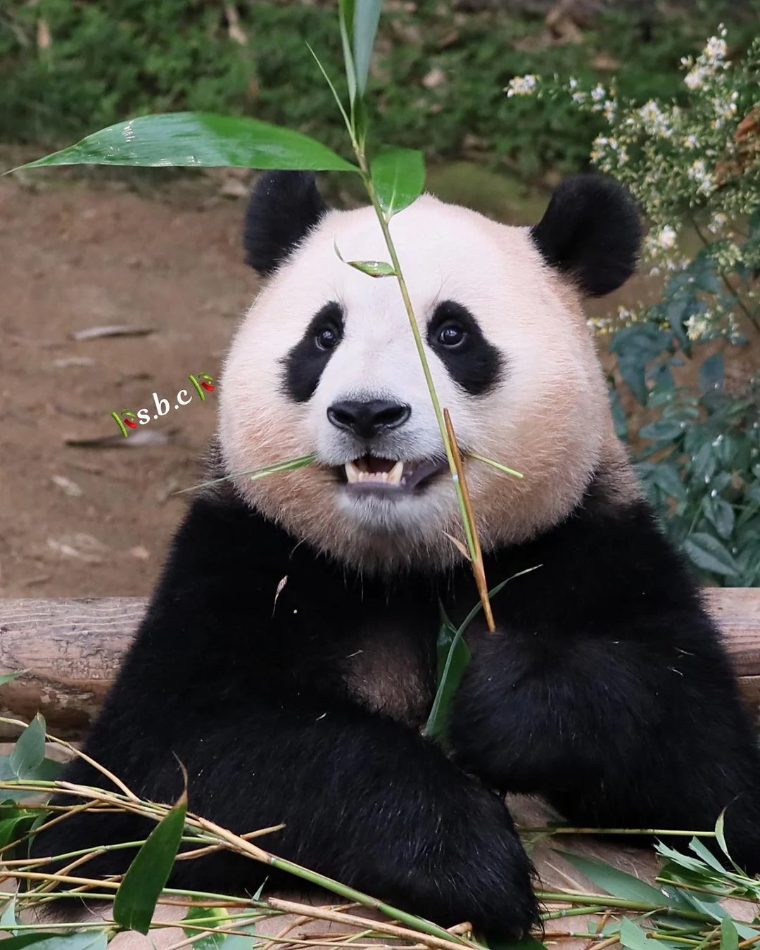 판다월드 반장선거에 나간 루이바오 🐼 | 인스티즈