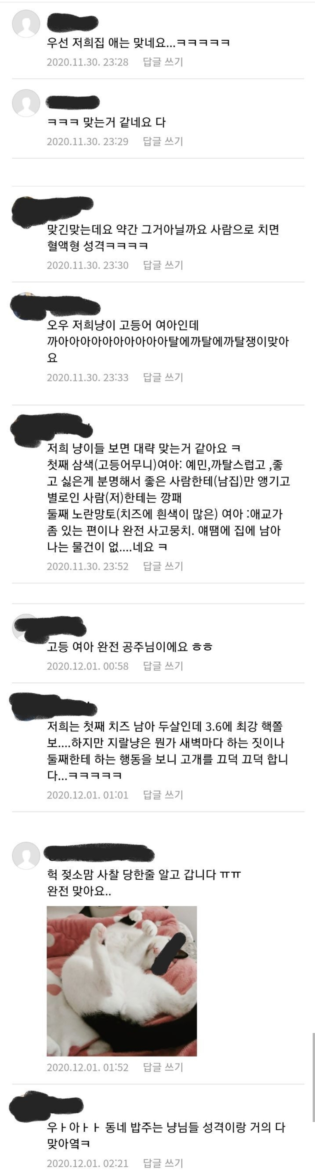 고양이 무늬별 성격 | 인스티즈