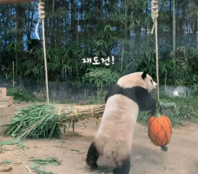 푸바오가 천재인 이유.gif | 인스티즈