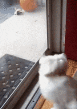 강아지 키우는 사람들이 행복해하는 이유중 하나.gif | 인스티즈