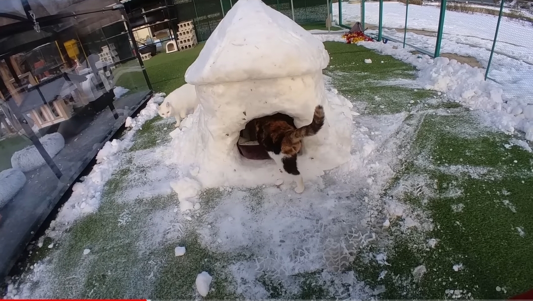 눈으로 집 만들어줬는데 갑자기 싸우는 하하하네 고양이들.gif | 인스티즈