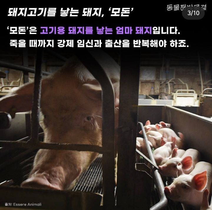 죽을때까지 강제 임신과 출산을 하는 출산기계 | 인스티즈
