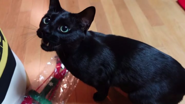 박수홍이 키우는 고양이 모질 | 인스티즈