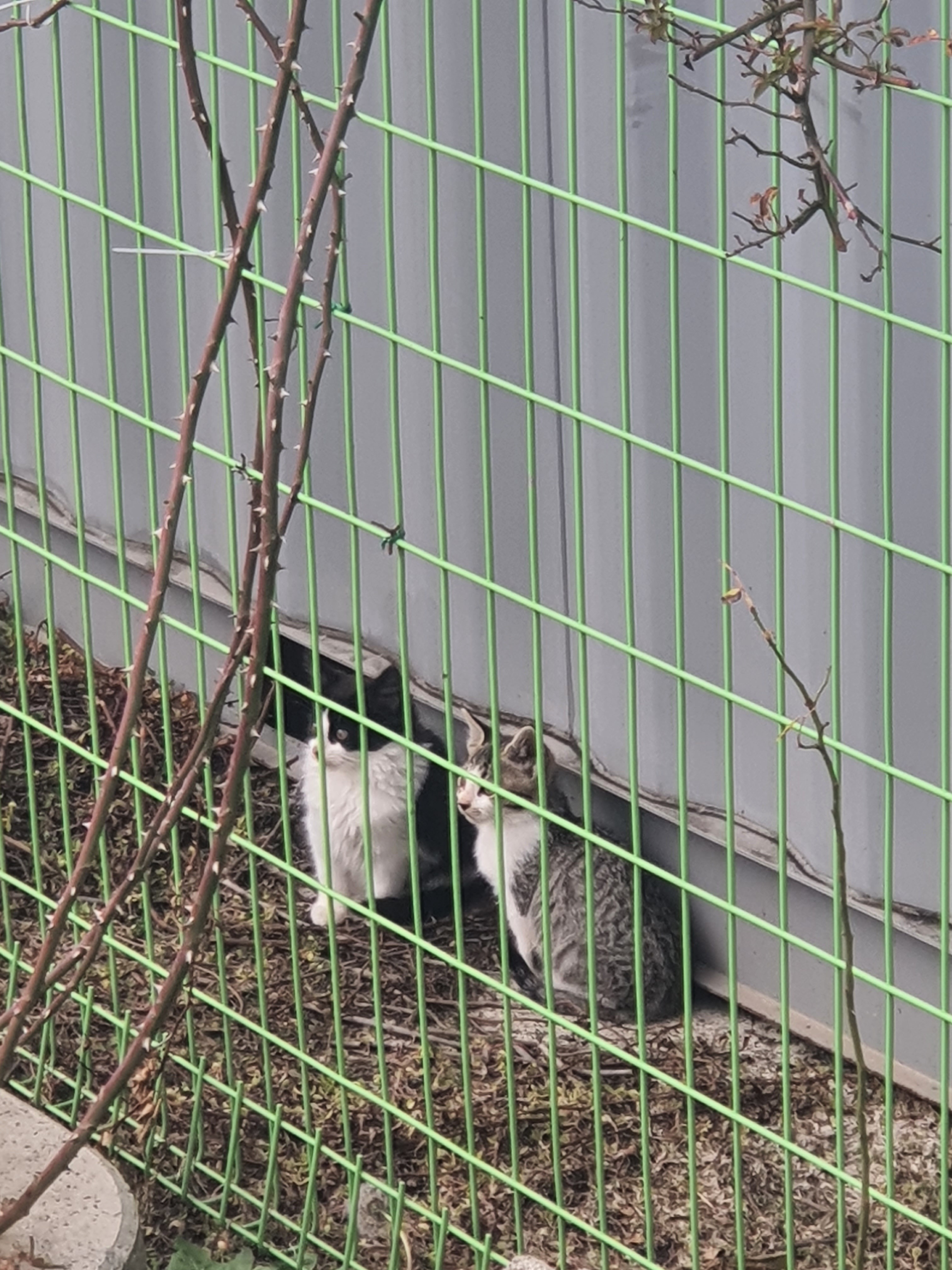 동네 친한 강아지 새끼낳았는데 나 자꾸 따라다녀 (동물농장/ 사진많음) +사진추가 | 인스티즈