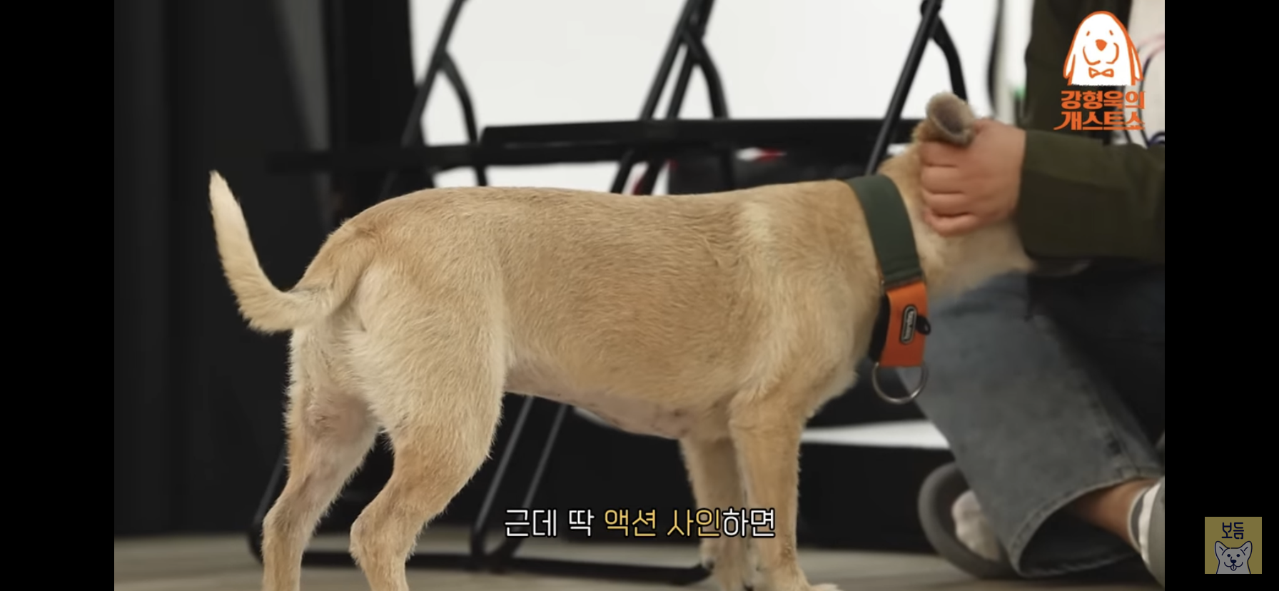 이주영 반려견 티그의 장기.twt | 인스티즈