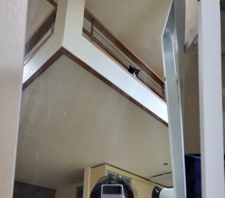 몰래 훔쳐보는 고양이 모음집 | 인스티즈