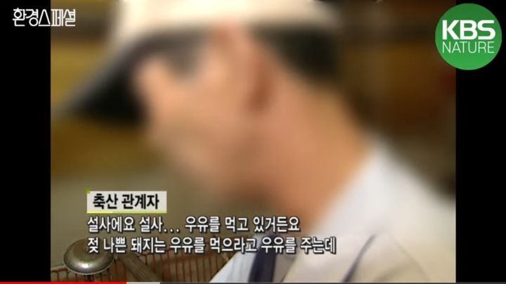 태어나자마자 바쁜 아기 돼지 (혐오주의) | 인스티즈