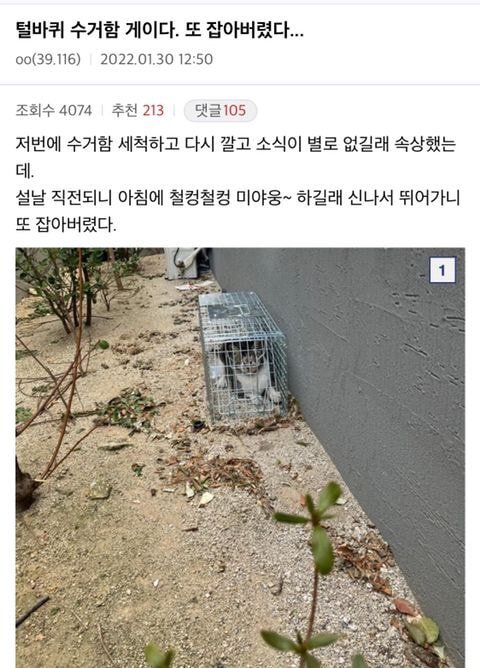 디씨인사이드 야옹이 갤러리 역대만행정리 (잔인함 주의) 사진 | 인스티즈