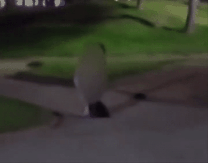 강아지 목줄 잡고 돌리는 정신나간 잼미니... | 인스티즈