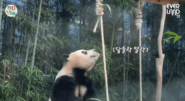 푸바오가 천재인 이유.gif | 인스티즈