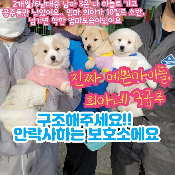 (입양처 구함/10kg 미만) 너무 예뻐서 돌아버리겠는 꼬물이 3자매들 | 인스티즈