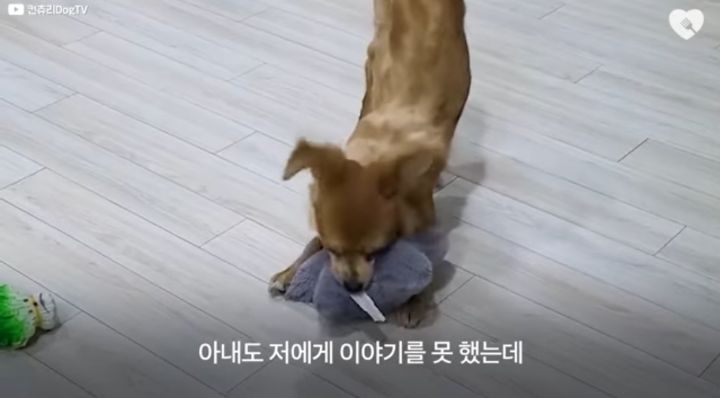 운전하다 댕줍하신 어느 운전자분 사연...ㅠㅠ | 인스티즈