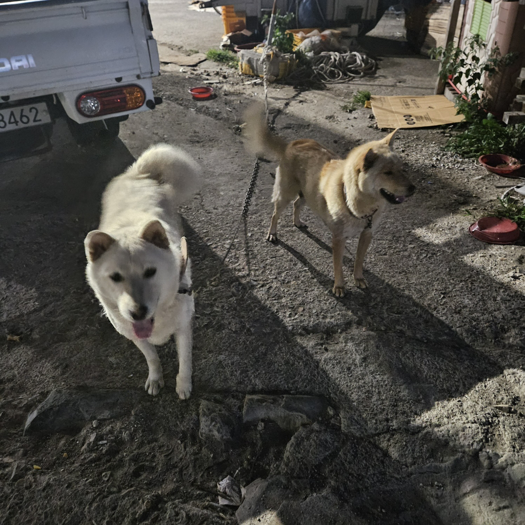 [입양홍보] 개장수에게 팔렸다 되찾아온 방치견 진순이·진돌이, 평생 가족을 찾아요! (부산/울산/전국) | 인스티즈